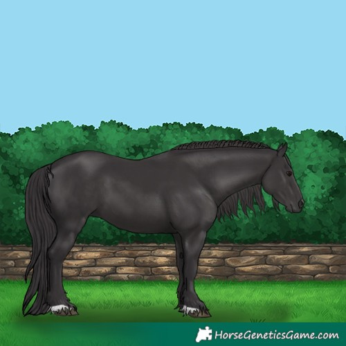 Horse Color:Smoky Black 