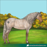 Horse Color:Chocolate Palomino Roan 