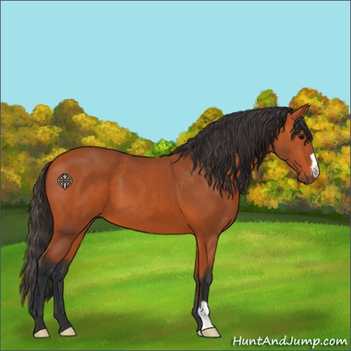 Horse Color:Bay 