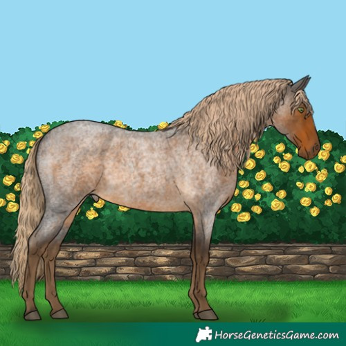Horse Color:Chocolate Palomino Roan 