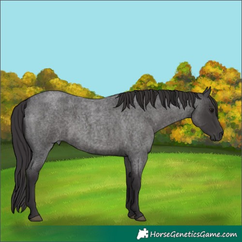 Horse Color:Smoky Blue Roan 