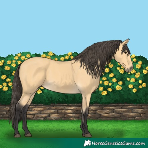 Horse Color:Buckskin