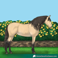 Horse Color:Buckskin 