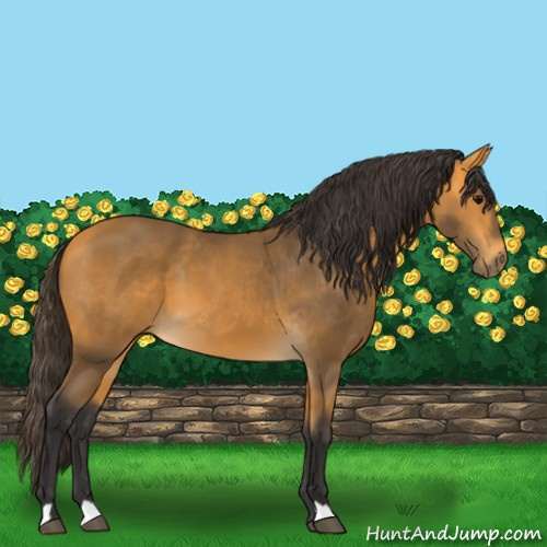 Horse Color:Buckskin