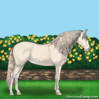 Horse Color:Perlino 
