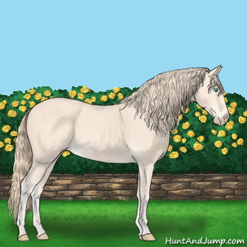 Horse Color:Perlino