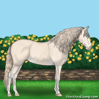 Horse Color:Perlino 