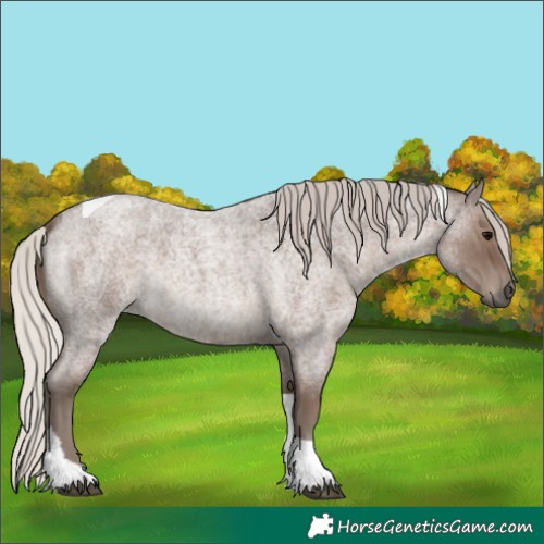 Horse Color:Silver Blue Roan Tobiano