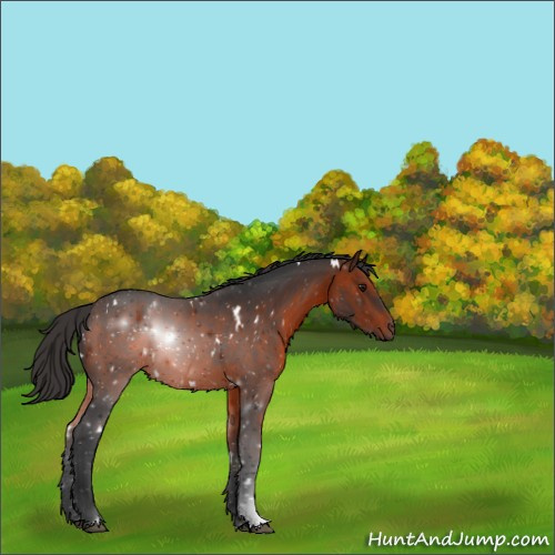 Horse Color:White Spotted Brown 