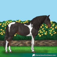 Horse Color:Liver Chestnut Tobiano 