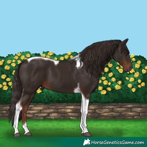 Horse Color:Liver Chestnut Tobiano 