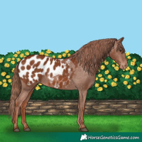 Horse Color:Chestnut Appaloosa 
