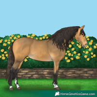 Horse Color:Buckskin 