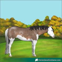Horse Color:Brown Dun Sabino Splash