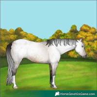 Horse Color:Gray Brown Dun Appaloosa Brindle 