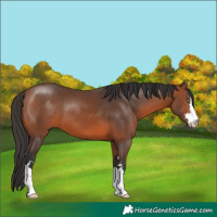 Horse Color:Bay 