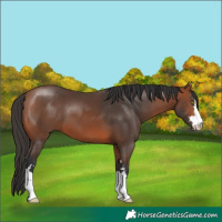 Horse Color:Bay 