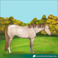 Horse Color:Brown Pearl Dun Rabicano