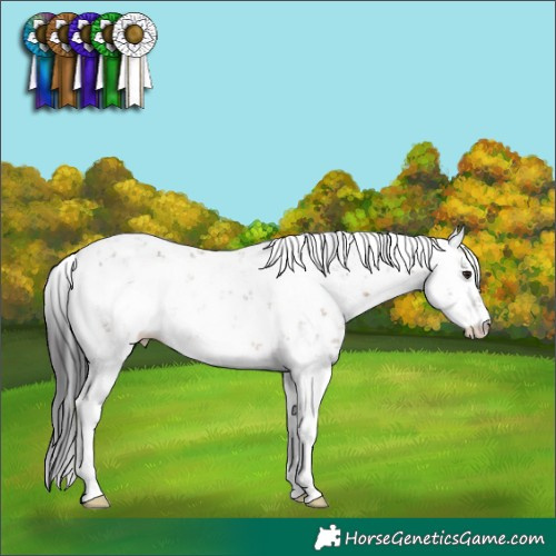 Horse Color:Brown Dun Sabino 