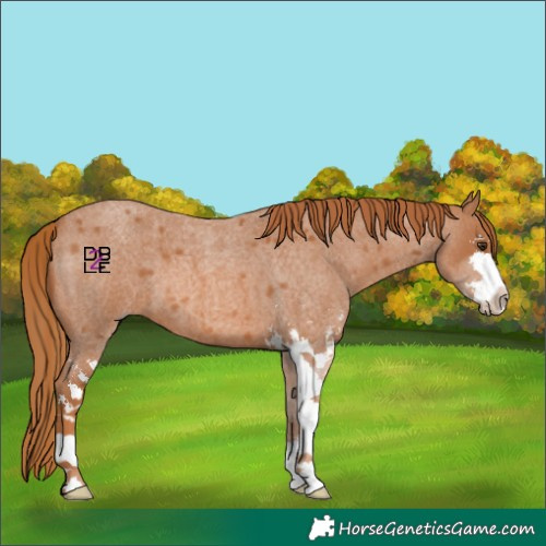 Horse Color:Red Roan Sabino