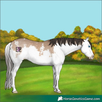 Horse Color:Bay Dun Sabino Splash