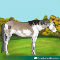 Horse Color:Gray Brown Dun Splash 