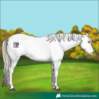 Horse Color:White Spotted Liver Red Dun Mushroom