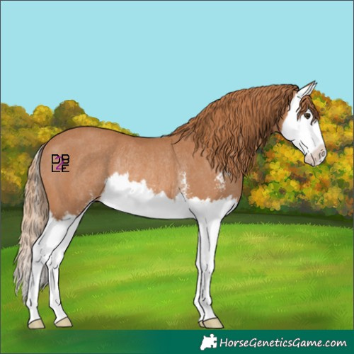 Horse Color:Chestnut Sabino Splash Rabicano 
