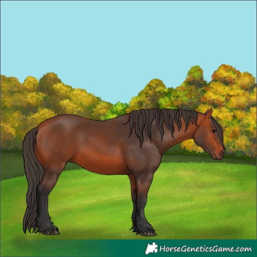 Horse Color:Bay 