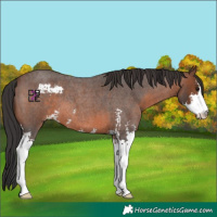 Horse Color:Brown Roan Sabino 