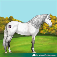 Horse Color:Gray Silver Brown Roan Dun 