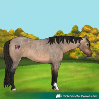 Horse Color:Gray Bay Roan Dun 