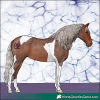 Horse Color:Silver Bay Roan Tobiano 