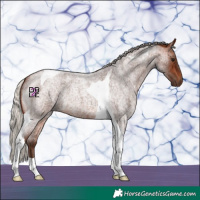 Horse Color:Silver Bay Roan Tobiano 