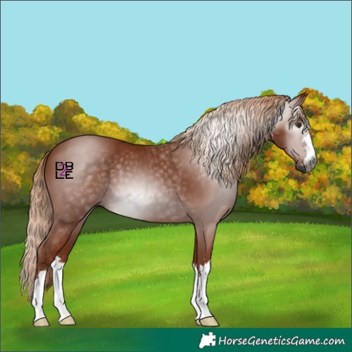 Horse Color:Gray Chestnut 