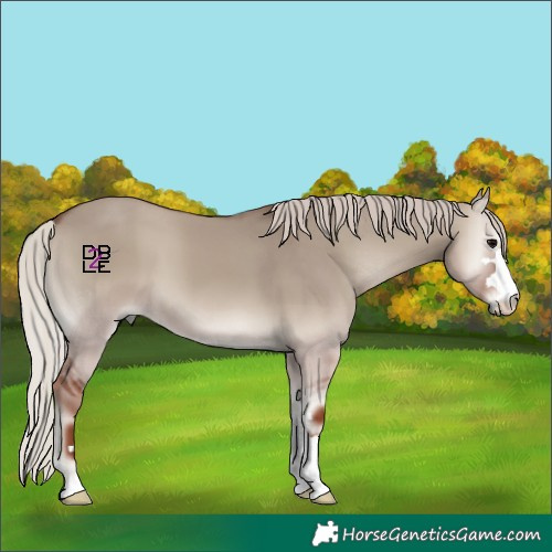 Horse Color:Silver Grullo Onyx 