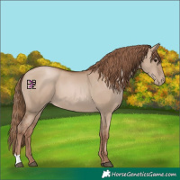 Horse Color:Grullo Pearl 