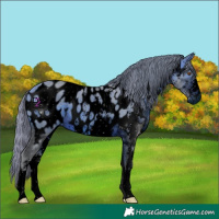 Horse Color:ERROR: UNKNOWN ANOMALY