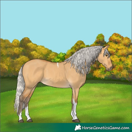 Horse Color:Silver Buckskin Dun Tobiano