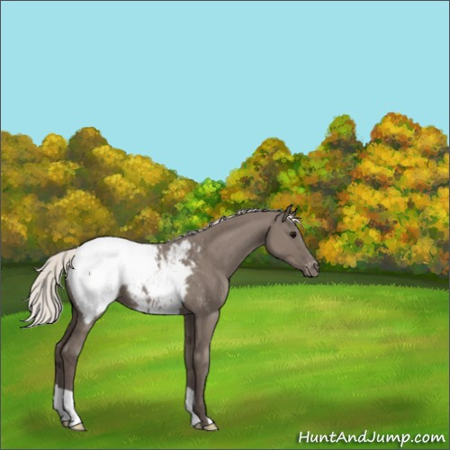 Horse Color:Silver Grullo Appaloosa 