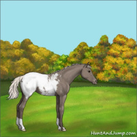 Horse Color:Silver Grullo Appaloosa 