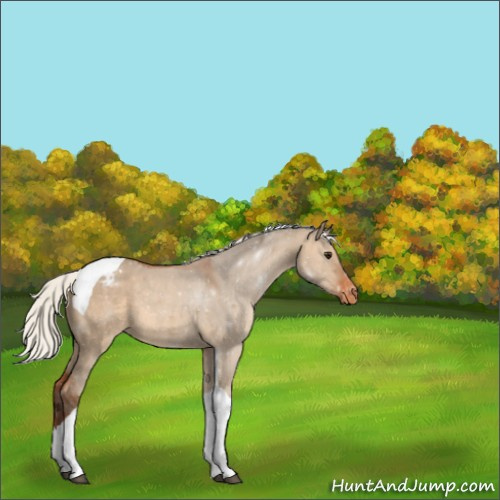 Horse Color:Silver Bay Dun Tobiano Appaloosa 