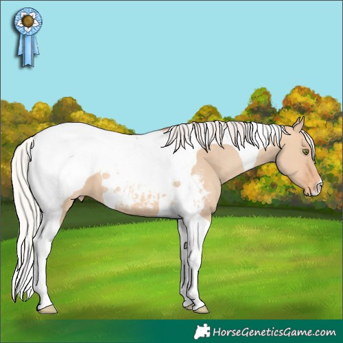 Horse Color:Silver Amber Champagne Dun Tobiano Appaloosa 