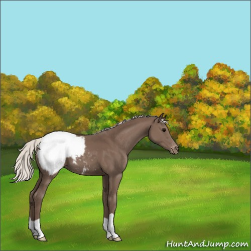 Horse Color:Silver Black Appaloosa