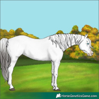 Horse Color:Liver Red Roan Frame 