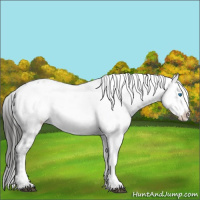Horse Color:Liver Chestnut Frame 