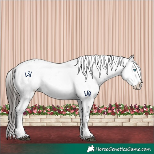 Horse Color:Liver Chestnut Frame 