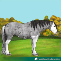 Horse Color:Smoky Blue Roan Splash 