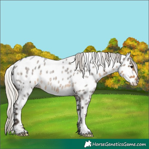 Horse Color:Silver Smoky Blue Roan Appaloosa 