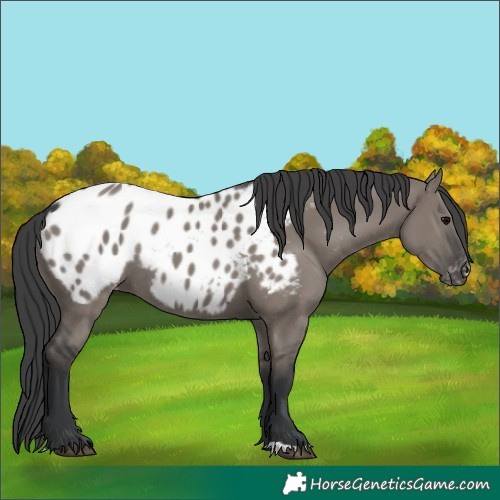 Horse Color:Grullo Blanket Rabicano